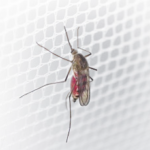 москитная сетка